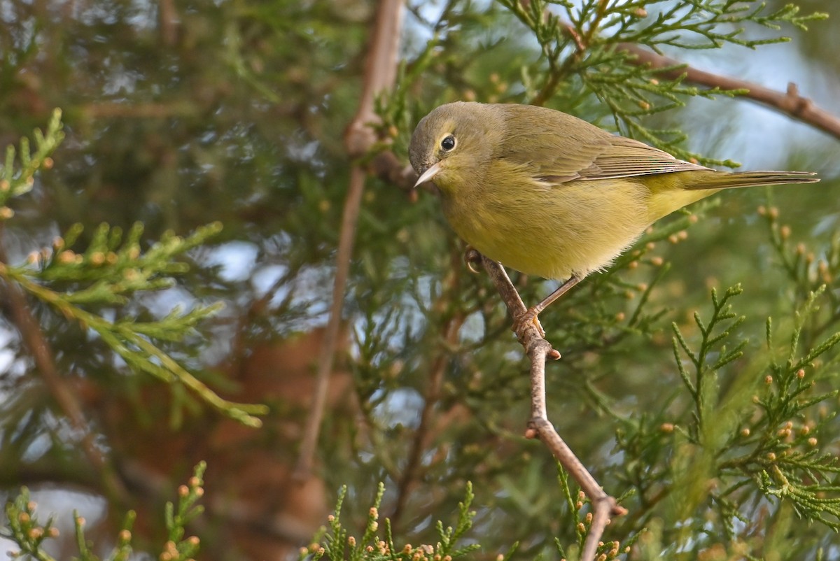 Рыжешапочная древесница - ML646715824