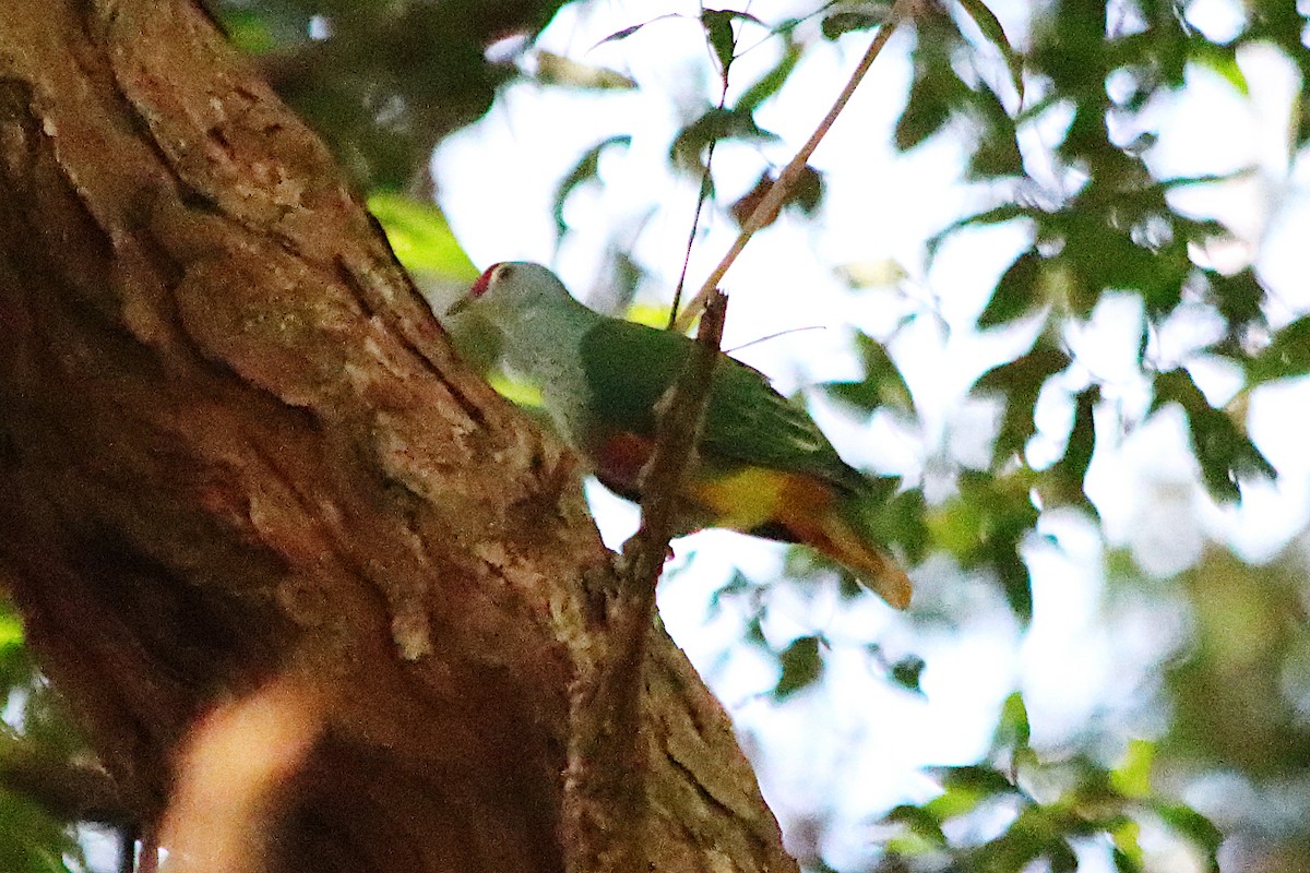 Rose-crowned Fruit-Dove - ML646715825