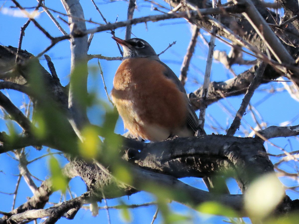 American Robin - ML646715826