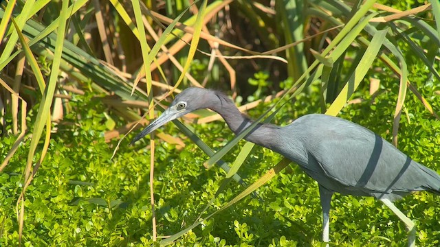 Малая голубая цапля - ML646715827