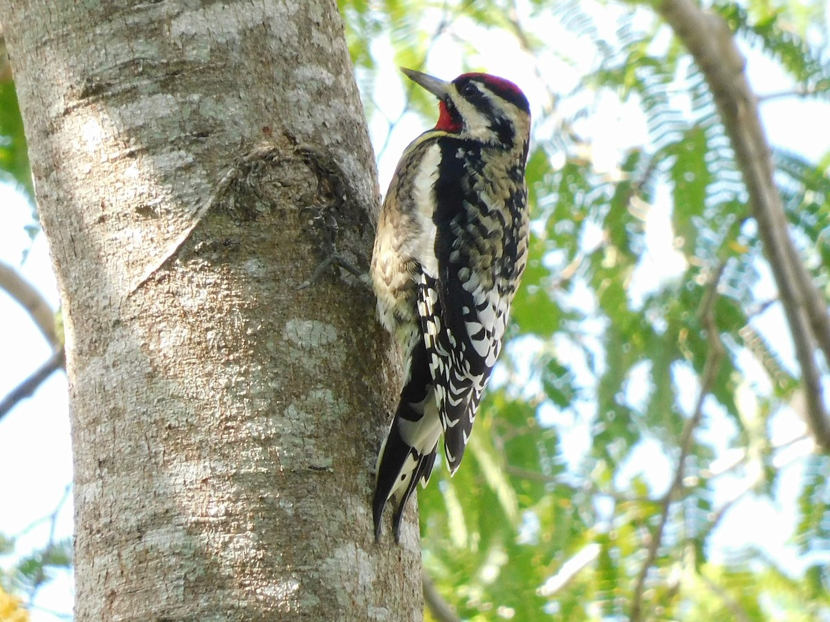Yellow-bellied Sapsucker - ML646715828