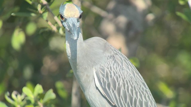 kvakoš žlutočelý - ML646715834