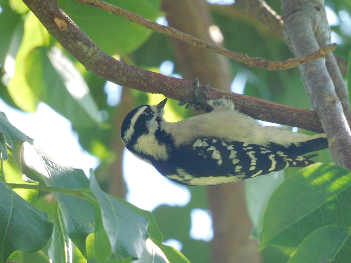 Downy Woodpecker - ML646715835