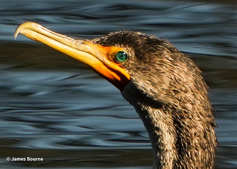 Double-crested Cormorant - ML646715836