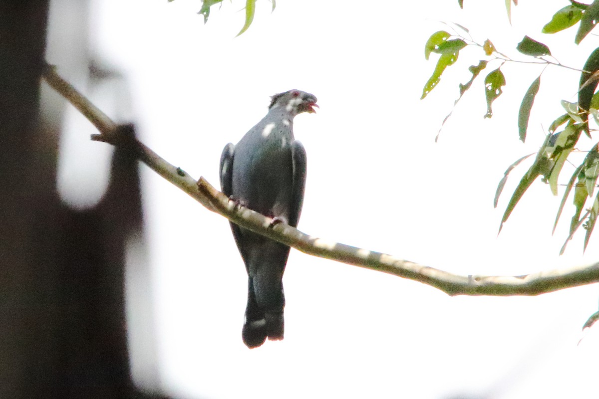 Topknot Pigeon - ML646715838