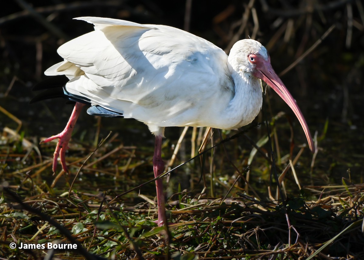 White Ibis - ML646715839