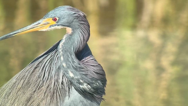 Трёхцветная цапля - ML646715840