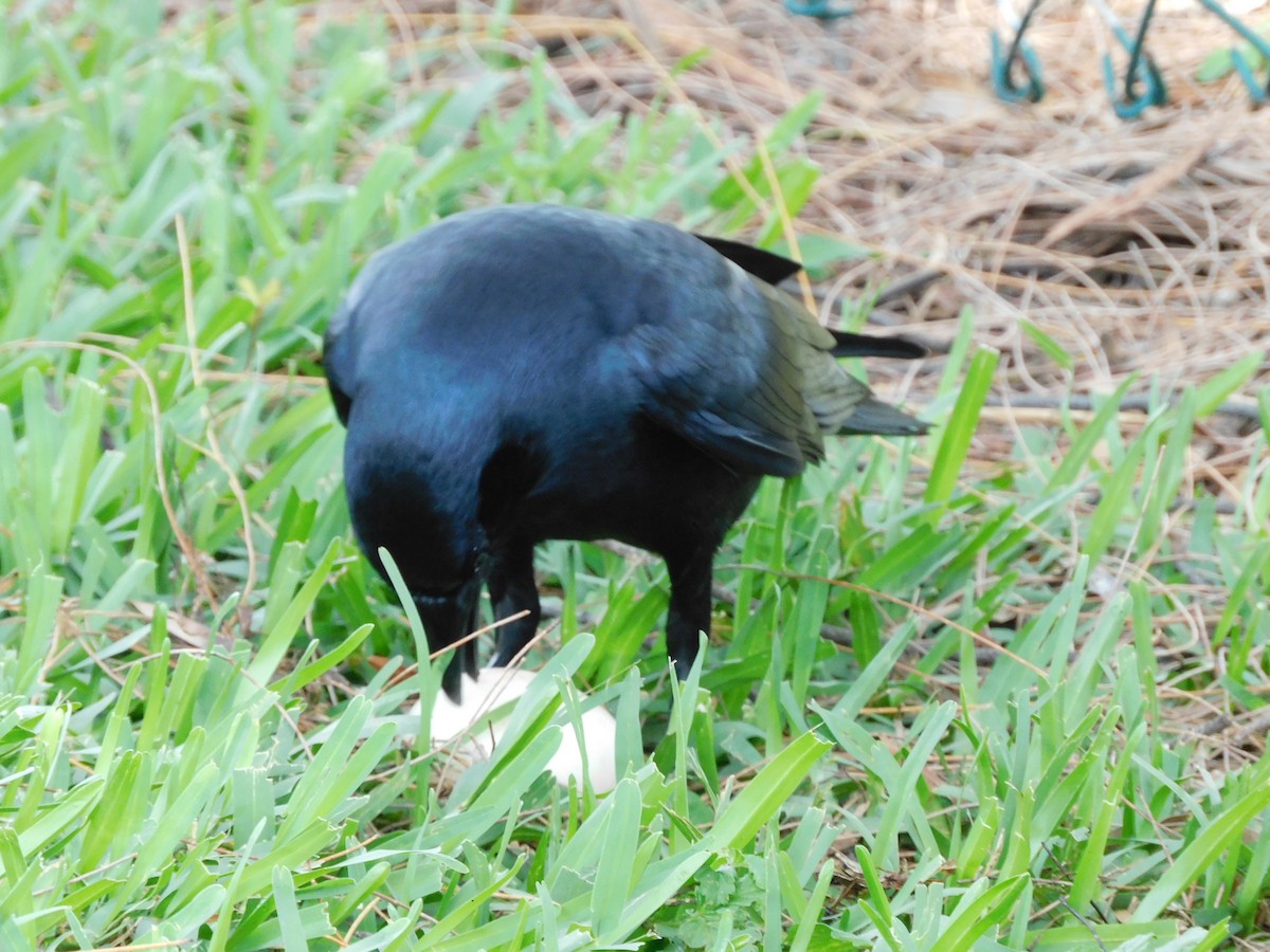 Fish Crow - ML646715842