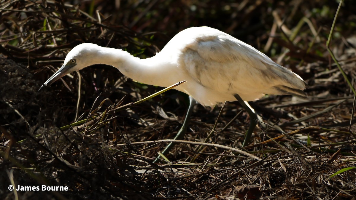 Little Blue Heron - ML646715843
