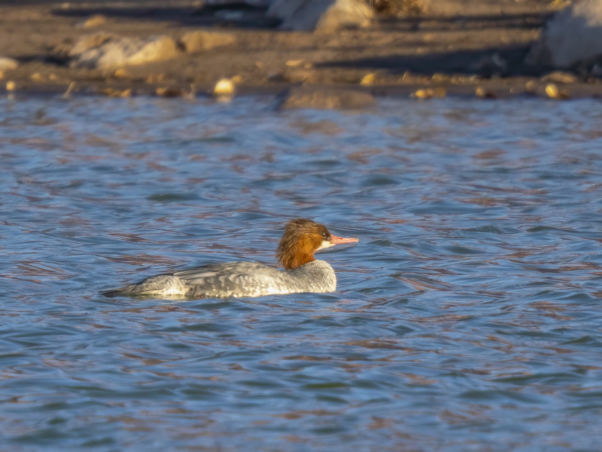 מרגון גדול - ML646715844