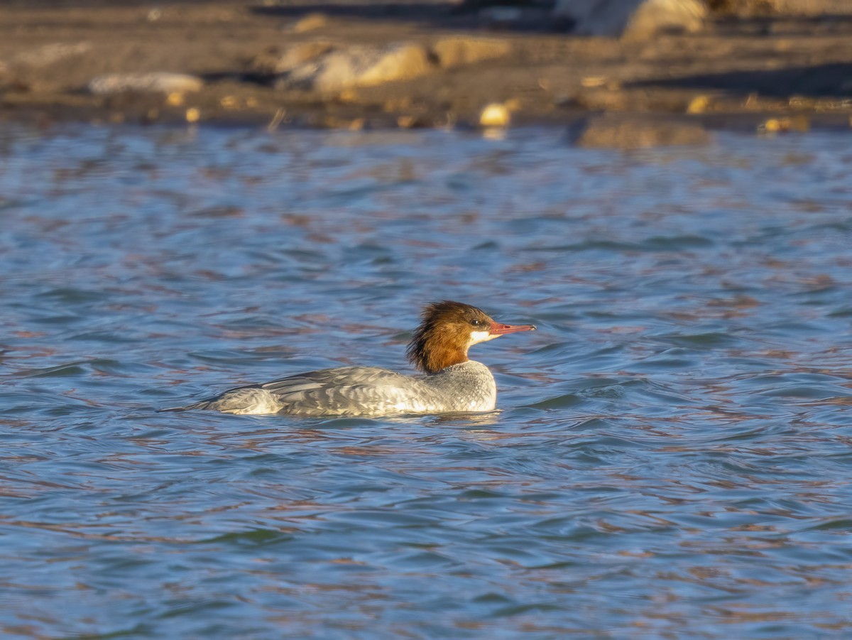 מרגון גדול - ML646715845