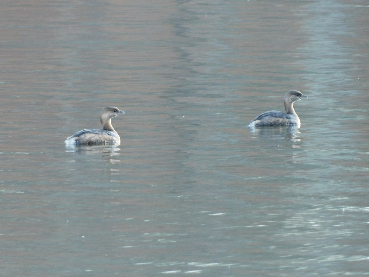 Pied-billed Grebe - ML646715846