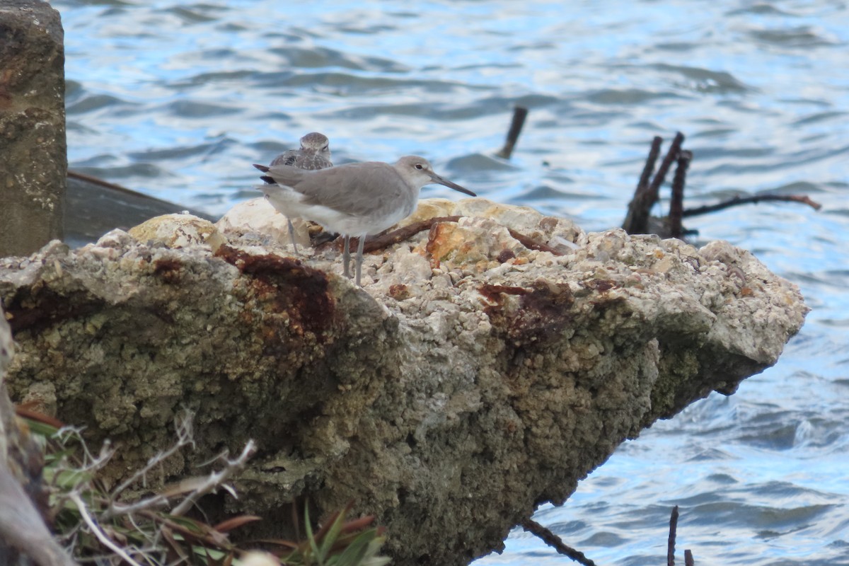 Willet - ML646715851