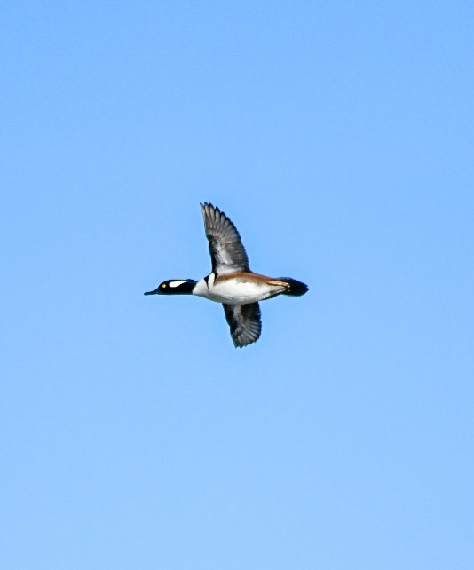 Hooded Merganser - ML646715852