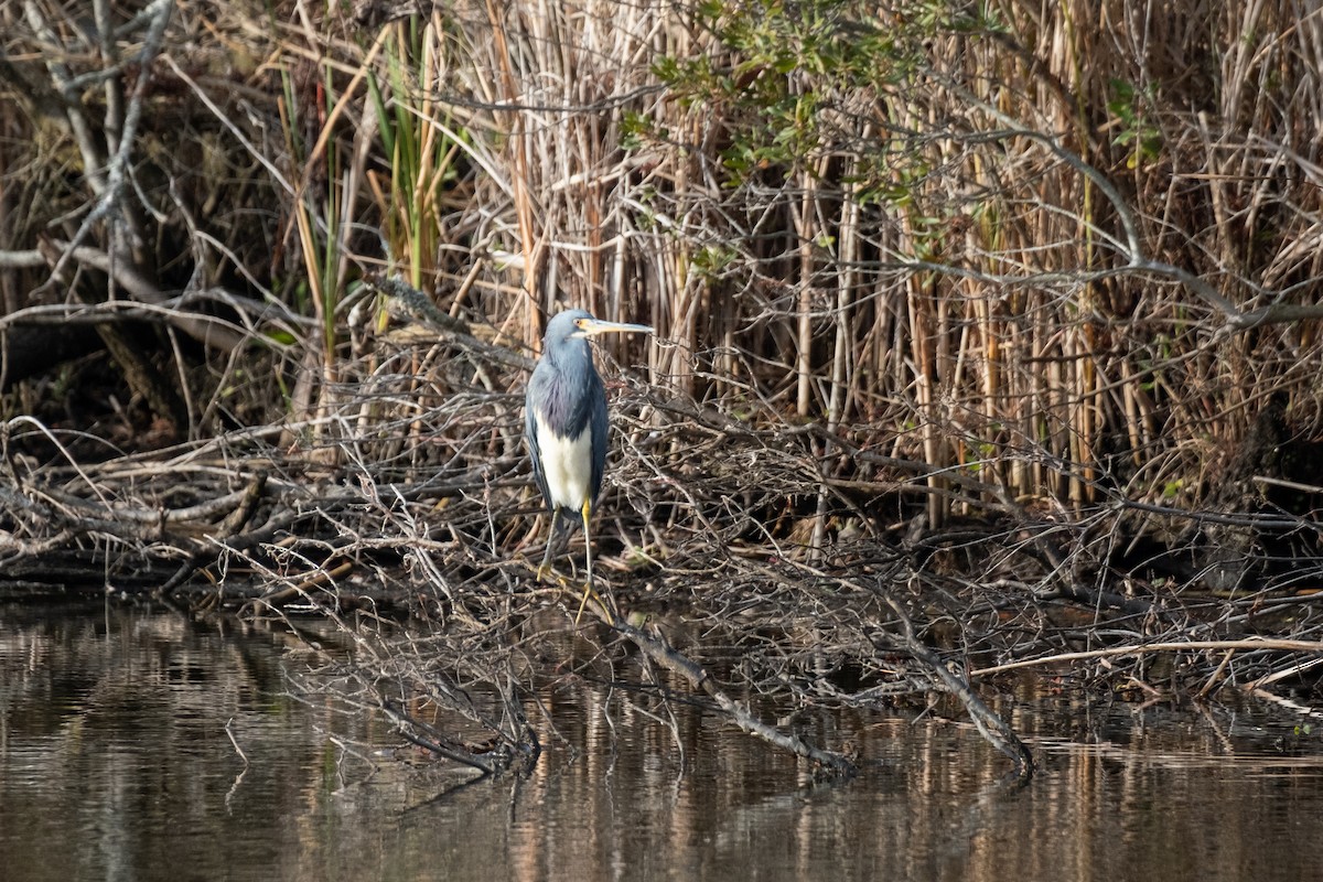 Tricolored Heron - ML646715853