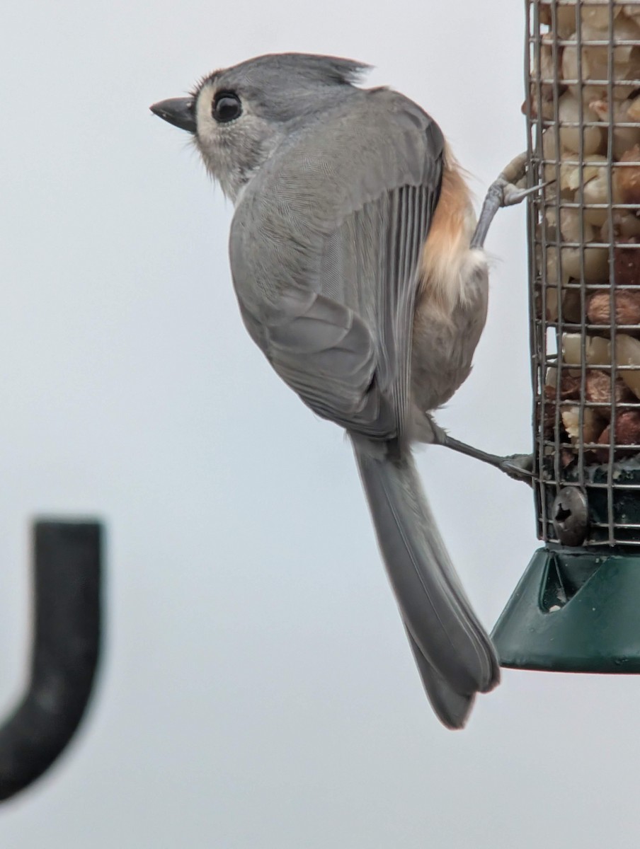 Tufted Titmouse - ML646715859