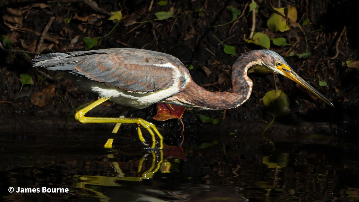 Tricolored Heron - ML646715861