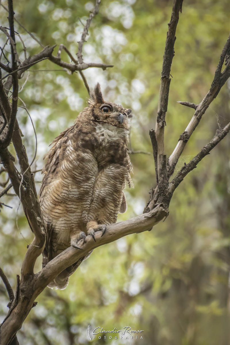 Great Horned Owl - ML646715862