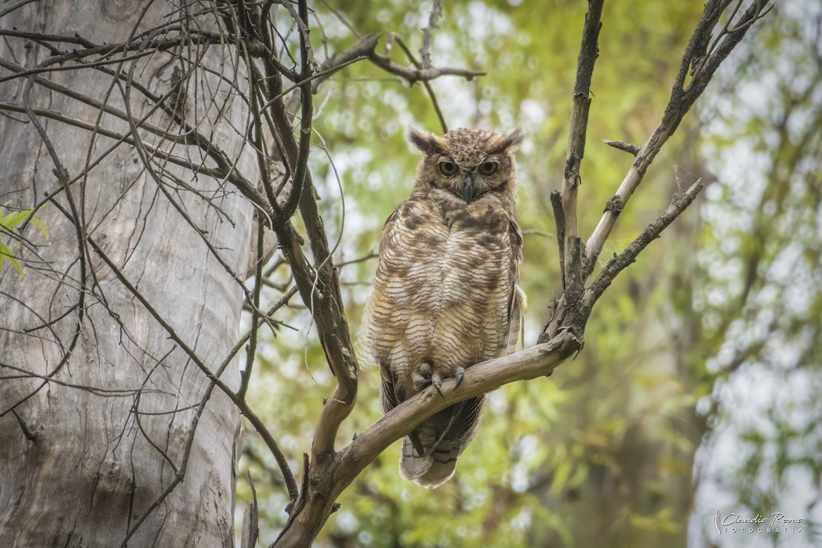 Great Horned Owl - ML646715864