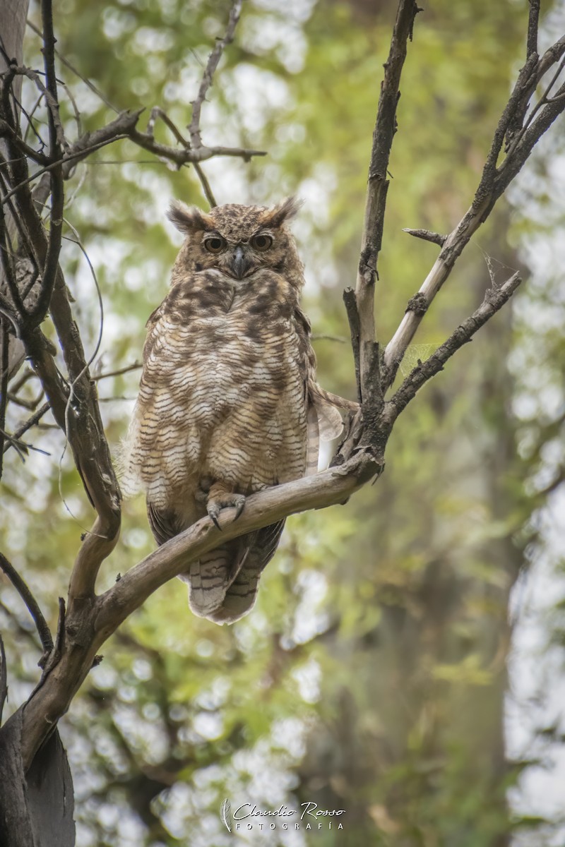 Great Horned Owl - ML646715865