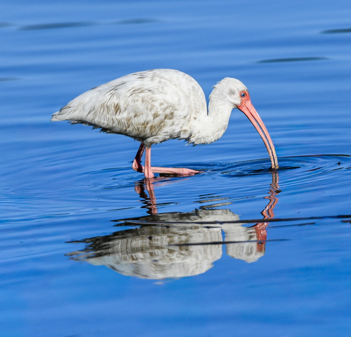 White Ibis - ML646715867