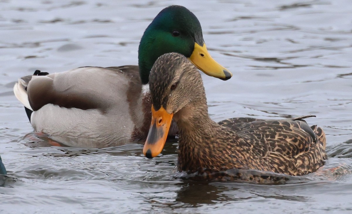 Basahatea - ML646715871