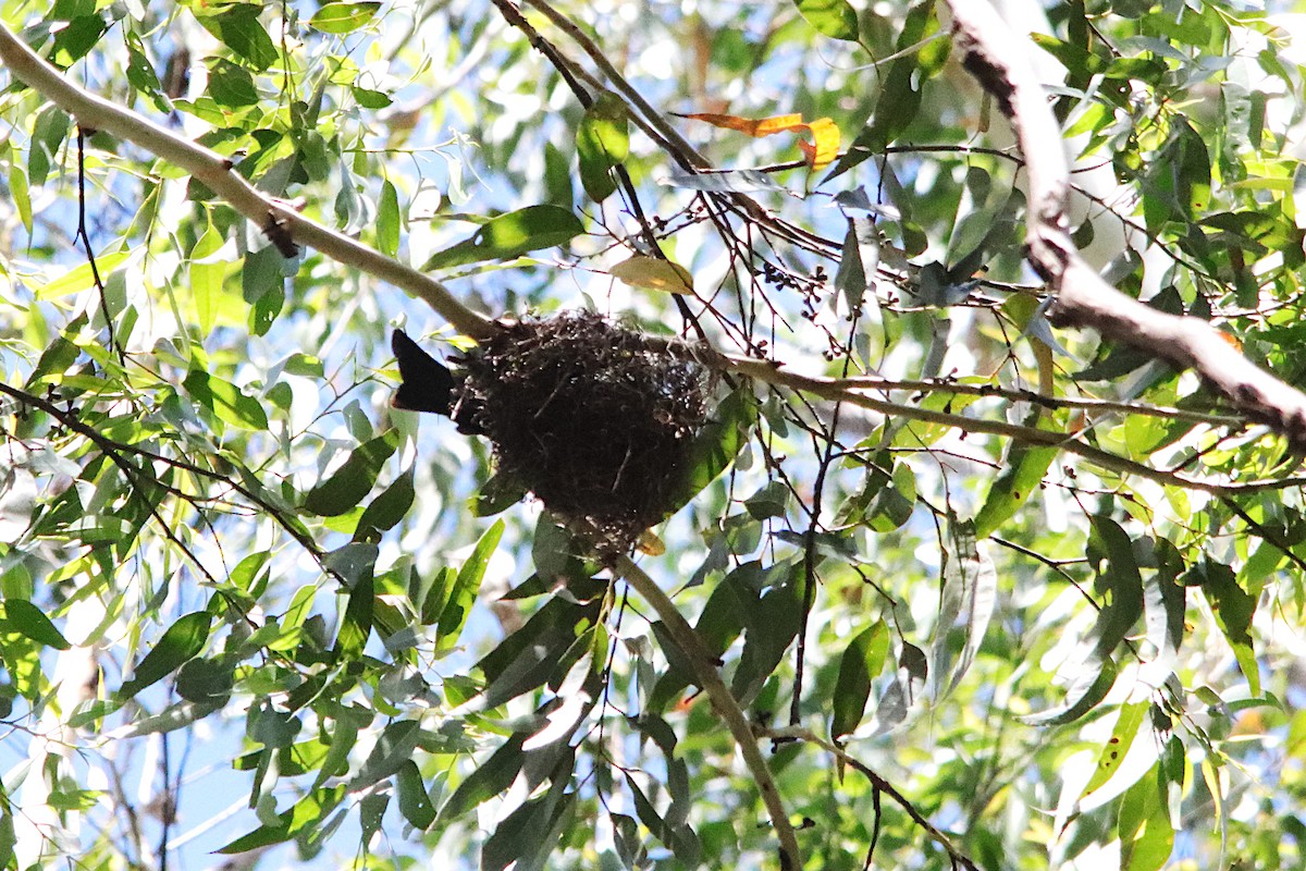 Spangled Drongo - ML646715872