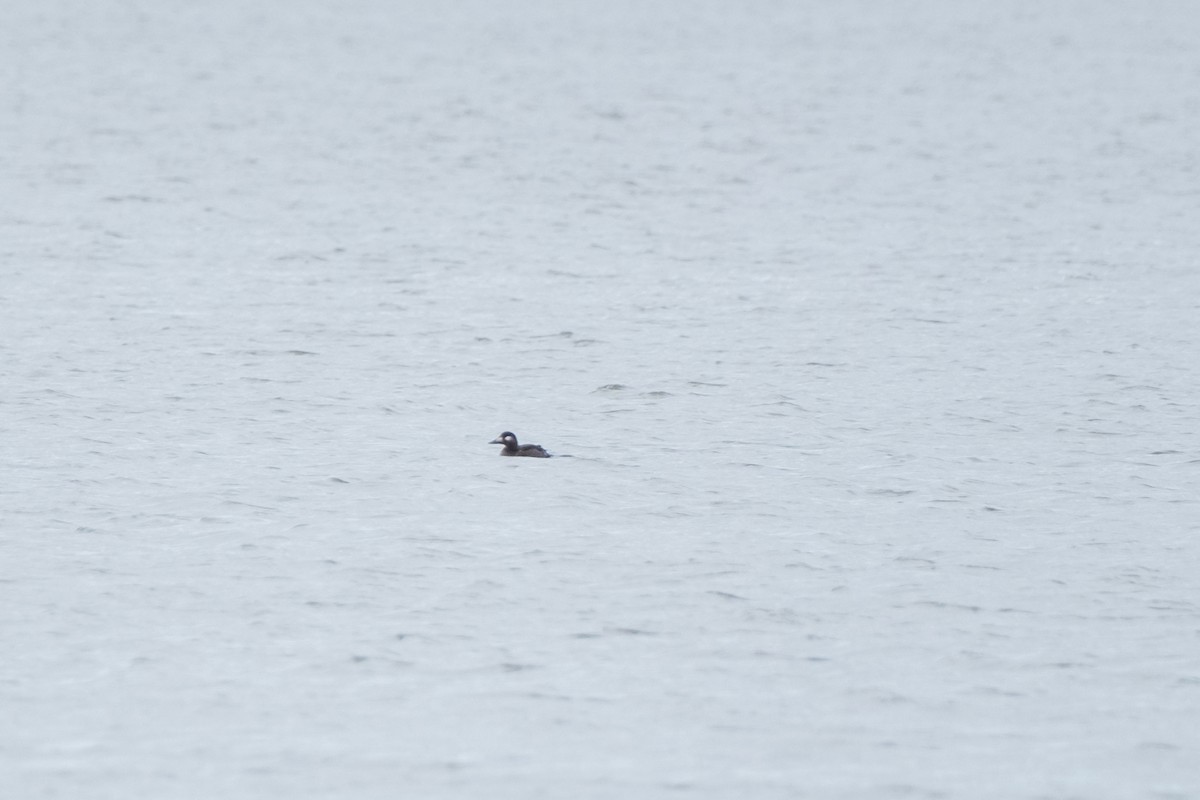 Surf Scoter - ML646715874