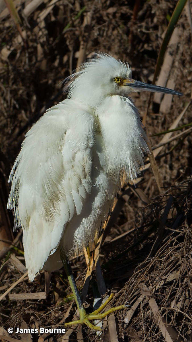 Snowy Egret - ML646715875