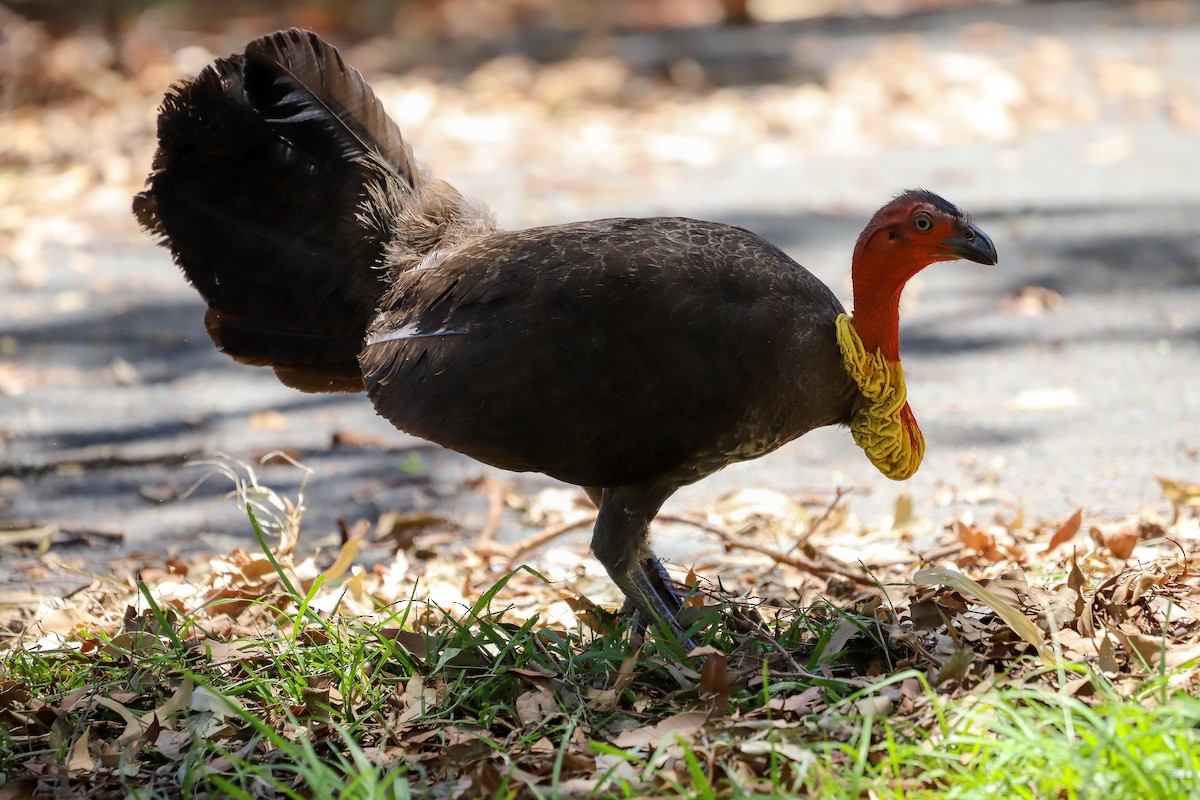 Australian Brushturkey - ML646715878