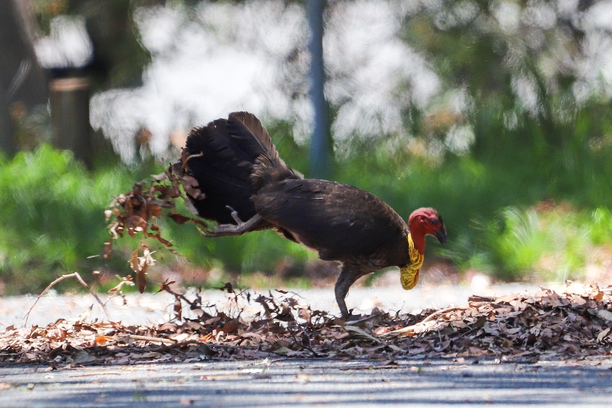 Australian Brushturkey - ML646715879