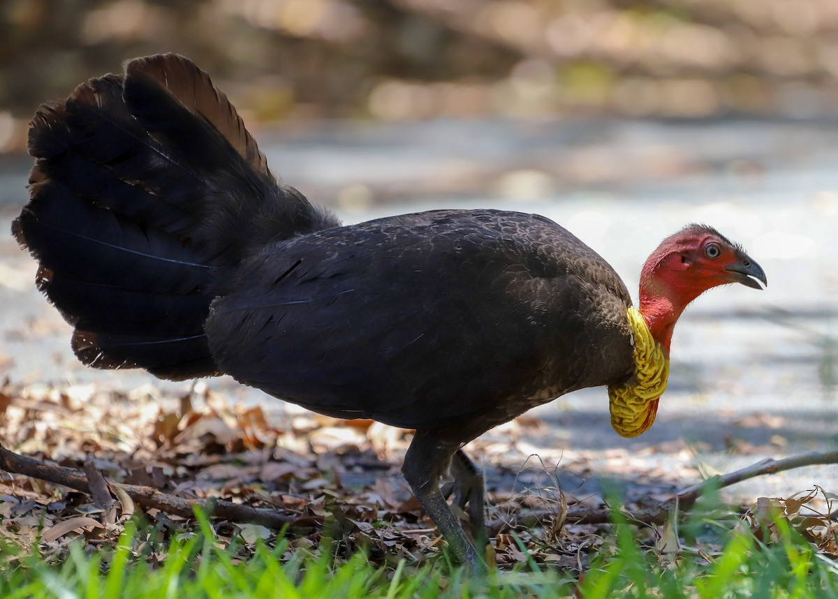 Australian Brushturkey - ML646715880