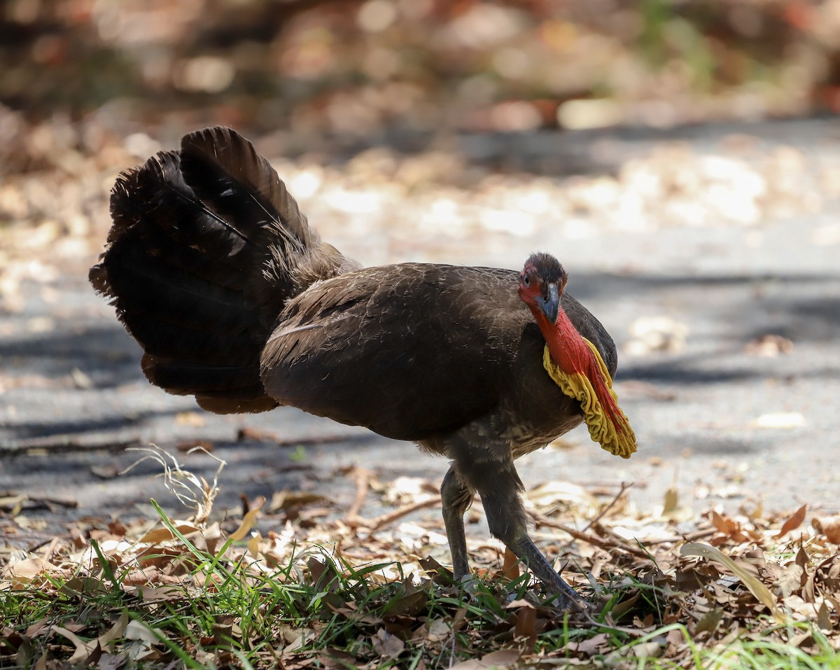 Australian Brushturkey - ML646715881