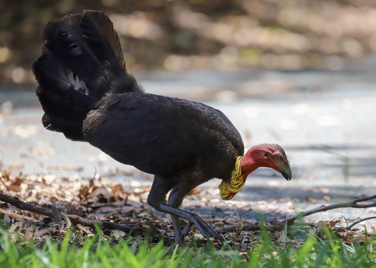 Australian Brushturkey - ML646715882