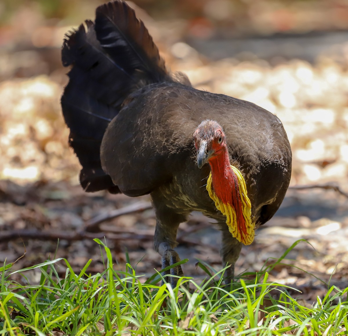 Australian Brushturkey - ML646715883