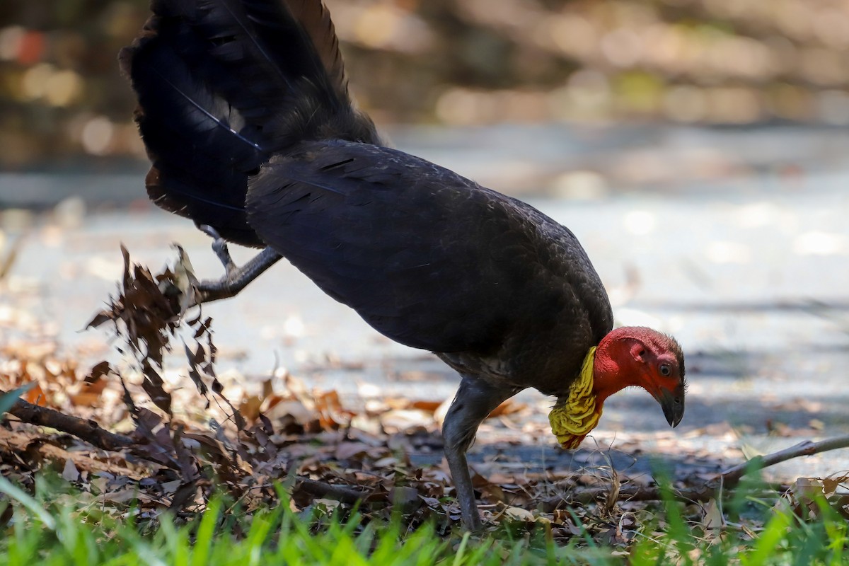 Australian Brushturkey - ML646715884