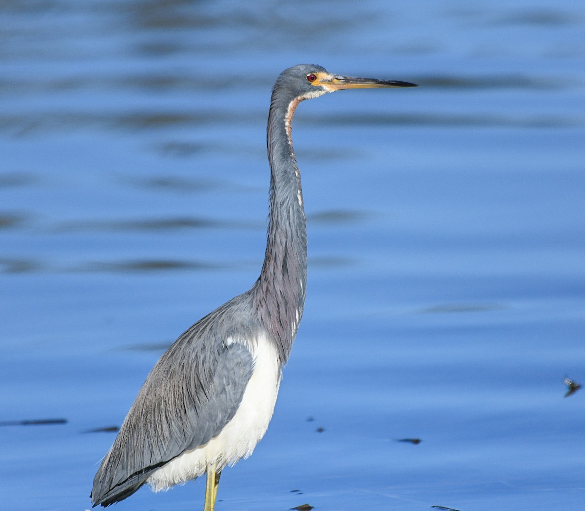 Tricolored Heron - ML646715885