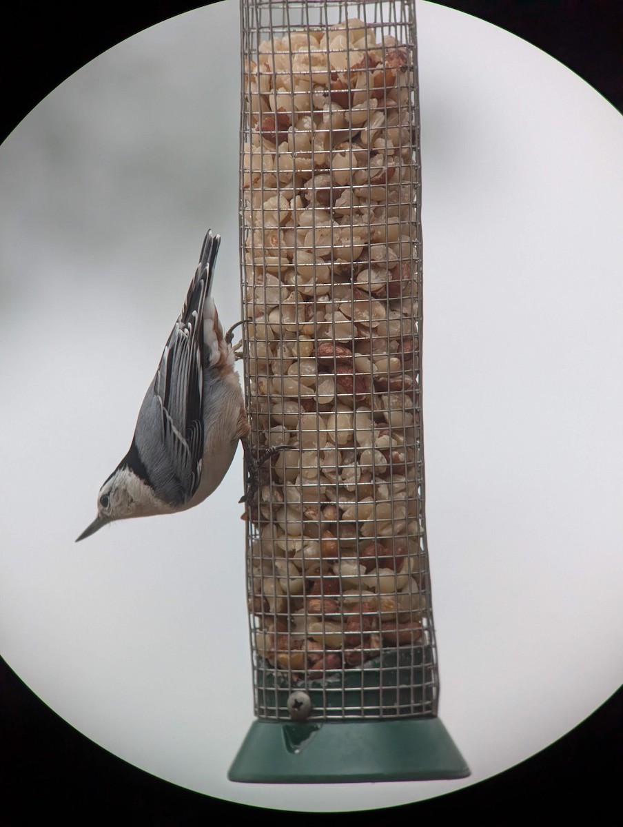 White-breasted Nuthatch - ML646715888