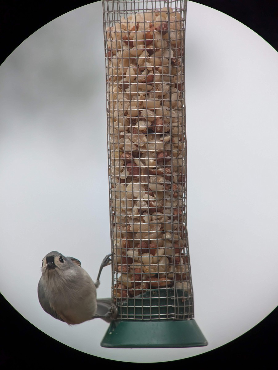 Tufted Titmouse - ML646715889