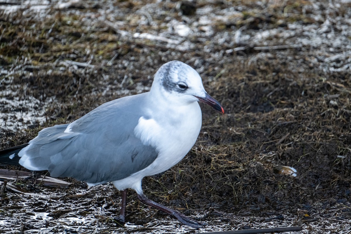 Gabbiano sghignazzante - ML646715890