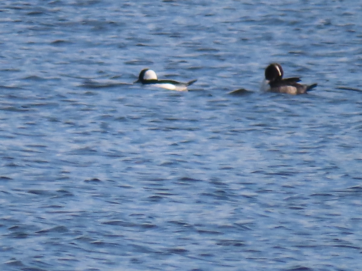 Ak Yanaklı Ördek - ML646715891