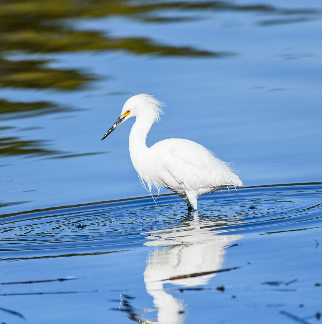 Snowy Egret - ML646715892