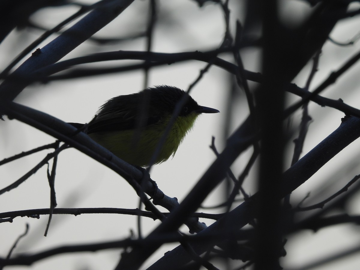 Common Tody-Flycatcher - ML646715894