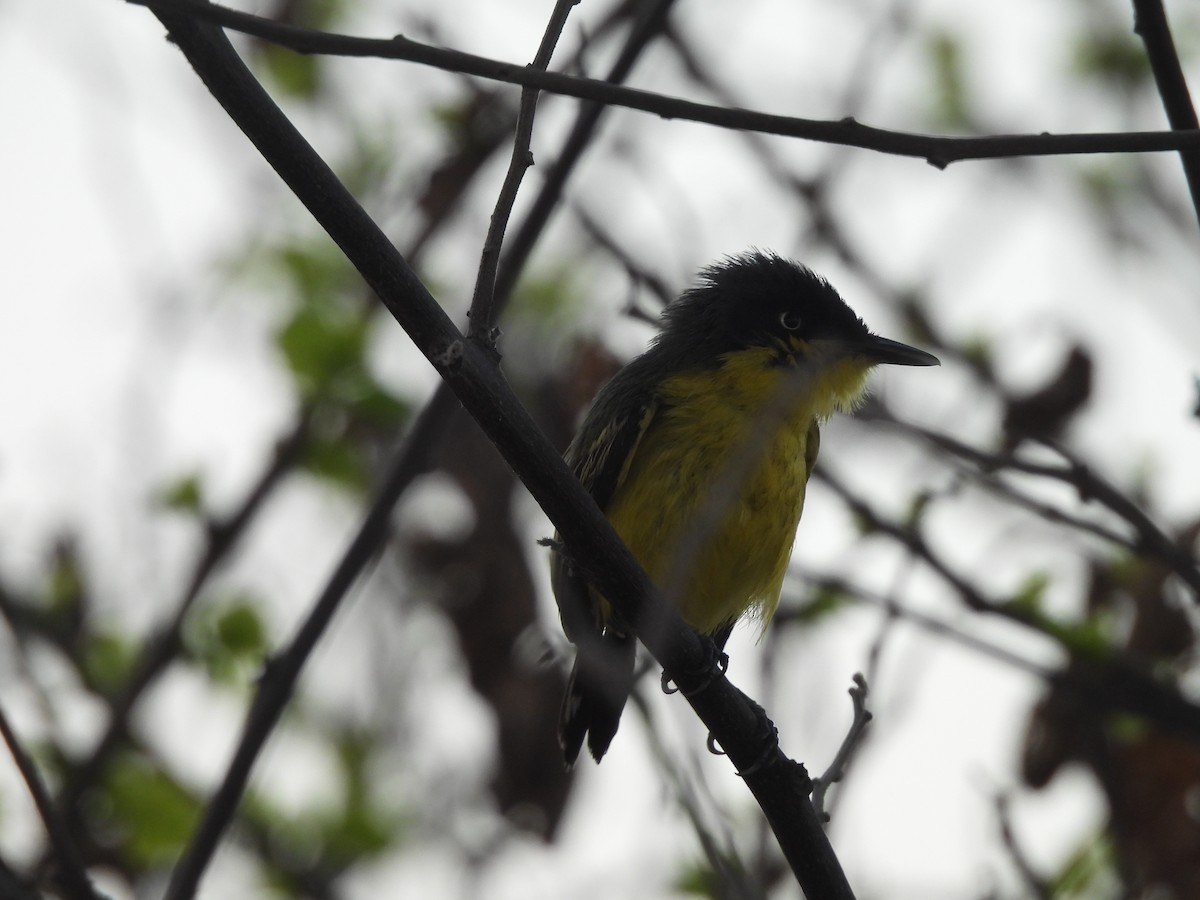 Common Tody-Flycatcher - ML646715895