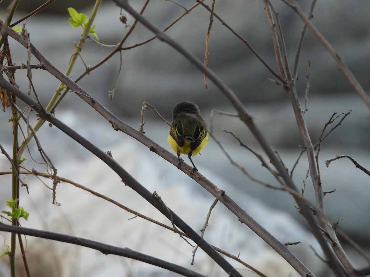 Common Tody-Flycatcher - ML646715897