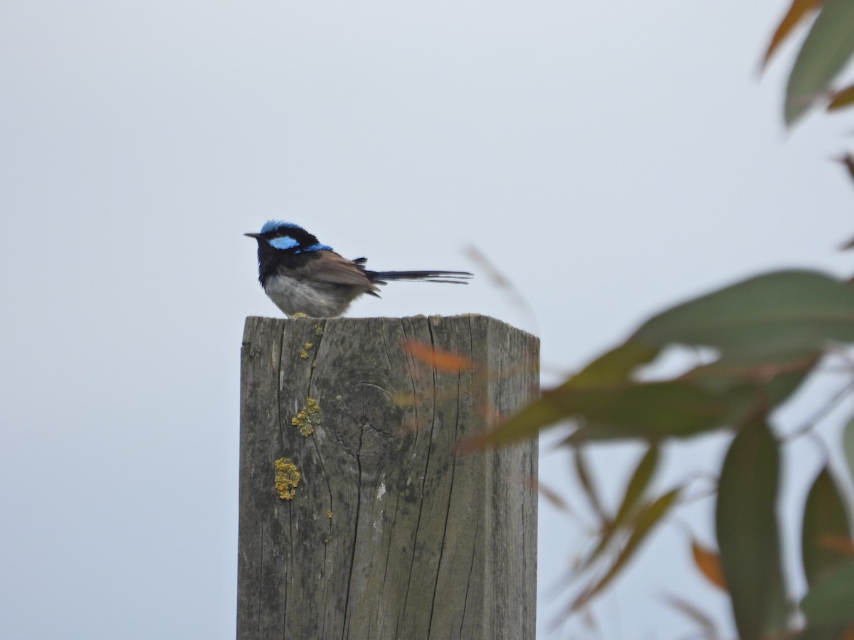 Superb Fairywren - ML646715899