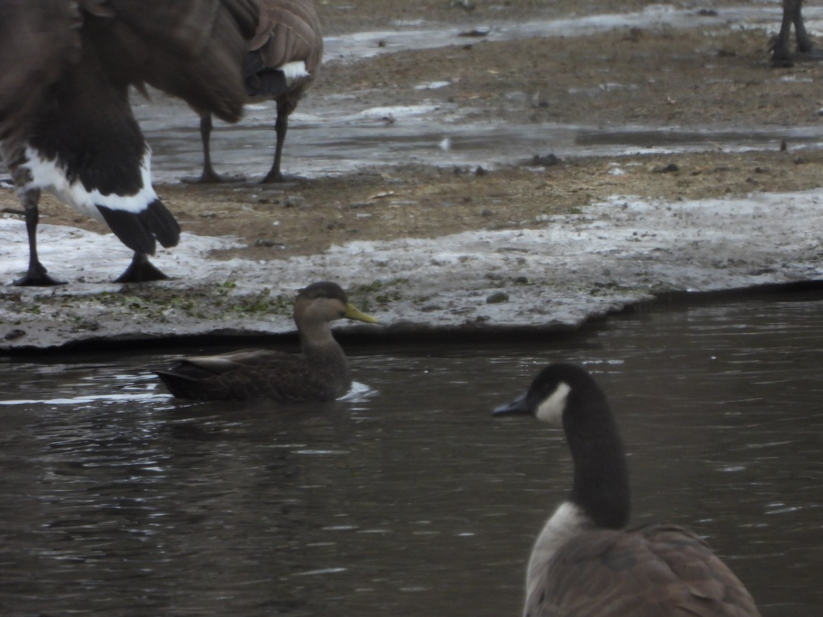 American Black Duck - ML646715900