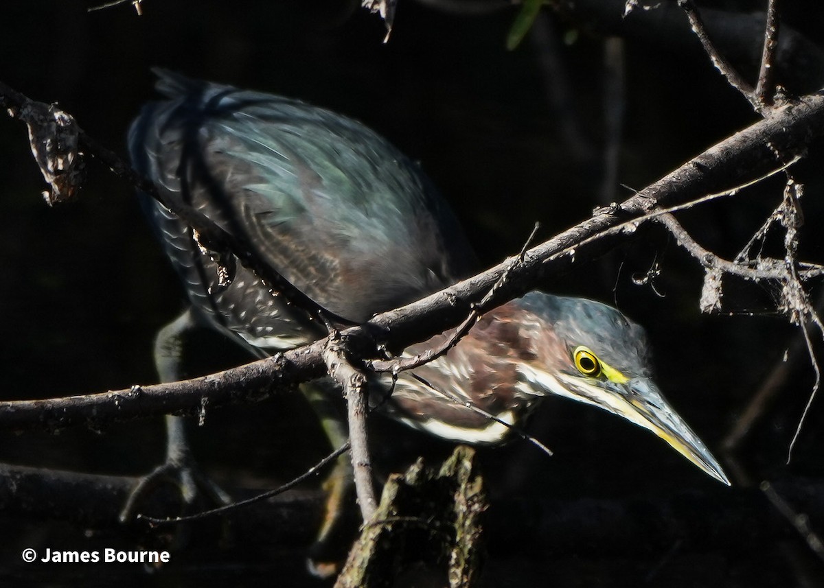 Green Heron - ML646715902