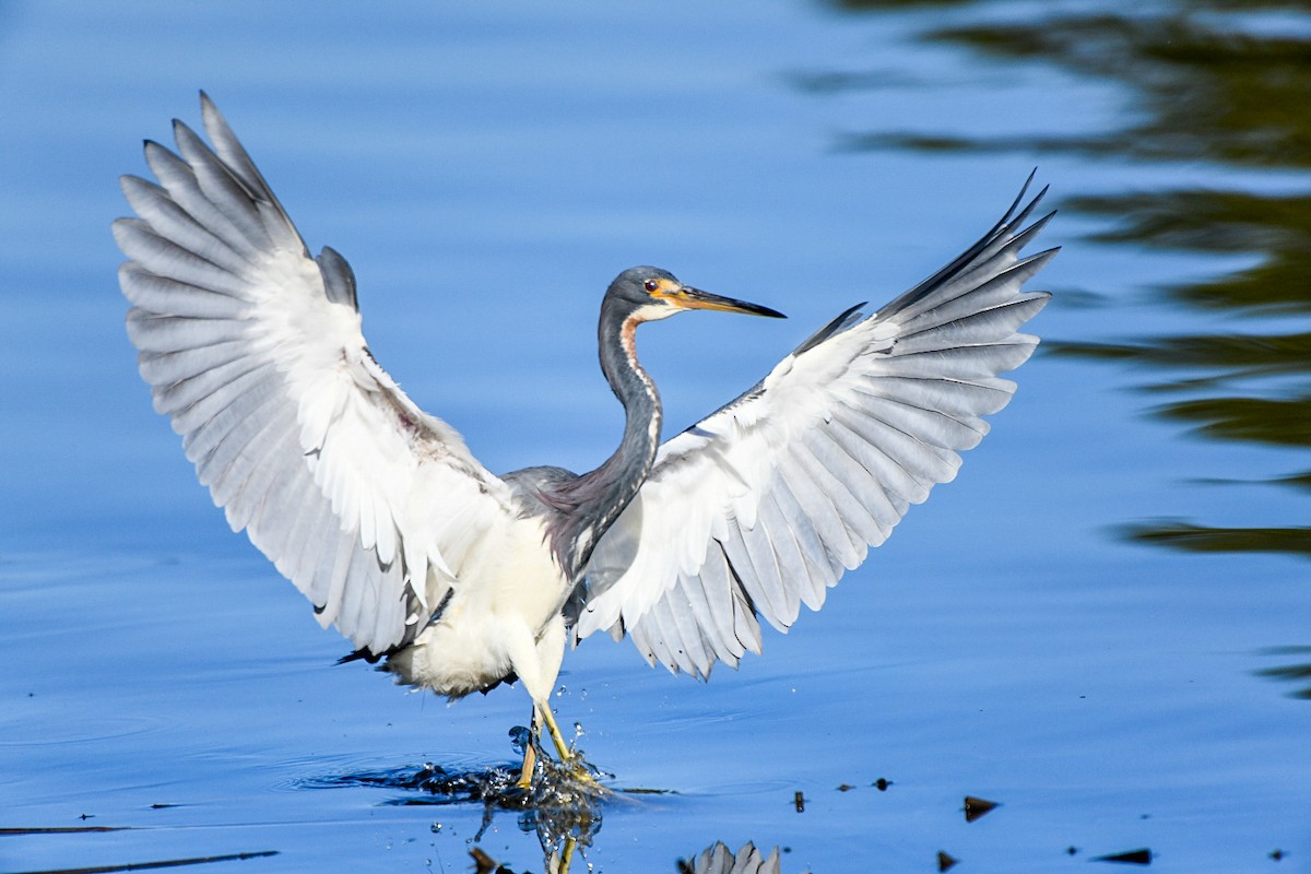 Tricolored Heron - ML646715903