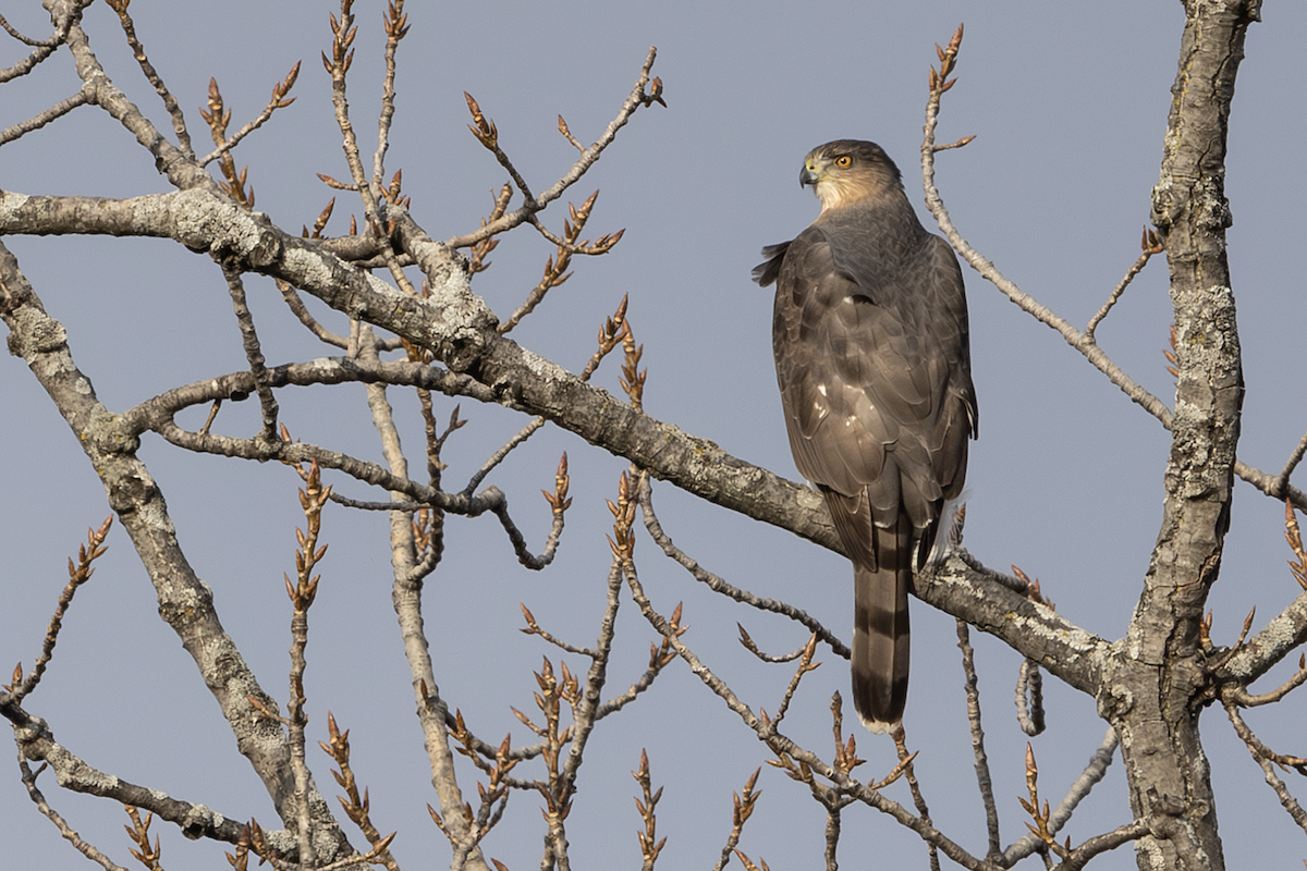 Cooper's Hawk - ML646715905